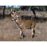 Deer - White Tailed Buck - Schleich 14818 *